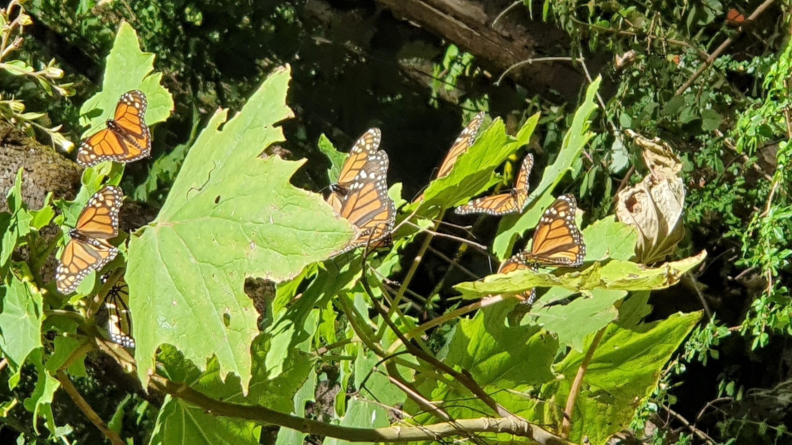 Viaje a México a ver la mariposa monarca gracias a la libertad de trabajar en Network Marketing con Ringana